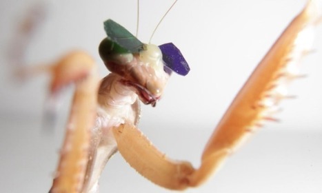 Des lunettes 3D pour insectes ! - Passion Entomologie | EntomoScience | Scoop.it