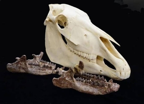 Los parientes evolutivos extintos de los modernos caballos ... - Noticias de la Ciencia y la Tecnolog&iacute;a | Caballo, Caballos | Scoop.it