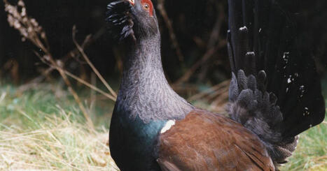 Vosges. Un système d’« effarouchement pour protéger les nids » des grands tétras bientôt en place, huit associations montent au créneau | Biodiversité - @ZEHUB on Twitter | Scoop.it
