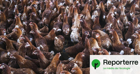 « Un jugement inédit » : un tribunal dit non à un mégapoulailler en anticipant le manque d’eau lié au changement climatique | Biodiversité, Écologie et Environnement | Scoop.it