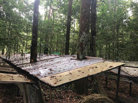 Amazon Rainforest Adapts to Long-Term Drought But Loses Vital Carbon Storage | RAINFOREST EXPLORER | Scoop.it