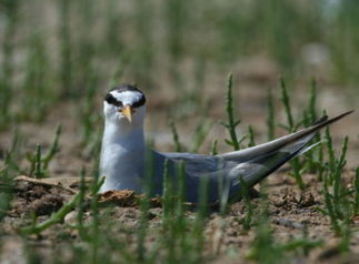 La Météo des oiseaux pour choisir son spot de pratique | Biodiversité | Scoop.it