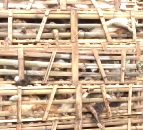 Vietnam - Des milliers de chats de contrebande enterrés, certains vivants ! | Koter Info - La Gazette de LLN-WSL-UCL | Scoop.it