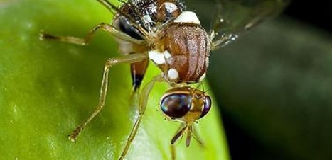 Le lâcher de mouches OGM sur la Catalogne aura-t-il lieu ? | EntomoNews | Scoop.it