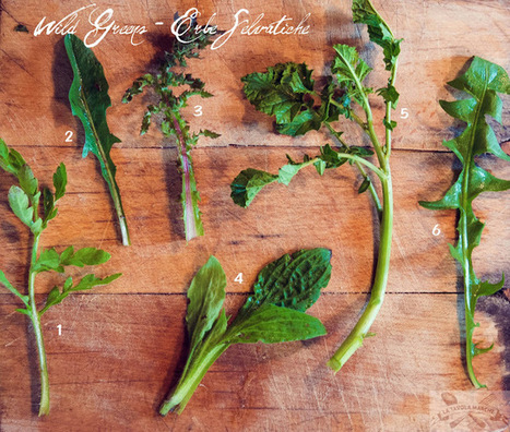 La Tavola Marche: Identifying & Eating Wild Greens | La Cucina Italiana - De Italiaanse Keuken - The Italian Kitchen | Scoop.it