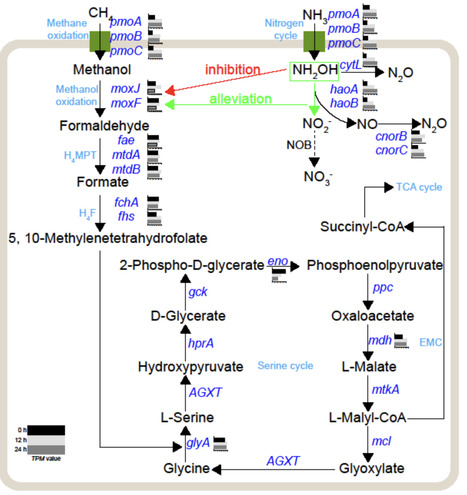 Ammonia oxidation by aerobic methanotrophs as a source of marine nitrous oxide | isme | RMH | Scoop.it