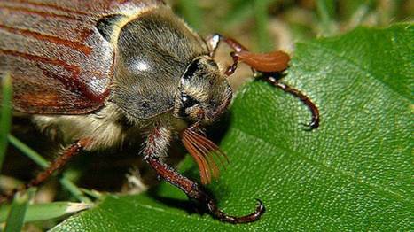 Chaleur : les hannetons nous envahissent | Variétés entomologiques | Scoop.it