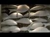 What Privacy? CISPA Passes in Closed Door Vote ~ The Documentary Source | anonymous activist | Scoop.it
