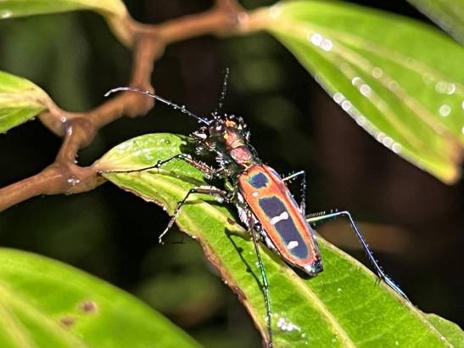 Biodiversidad: cada a&ntilde;o se describen 700 nuevos g&eacute;neros | Mi Caj&oacute;n de Ideas | Scoop.it