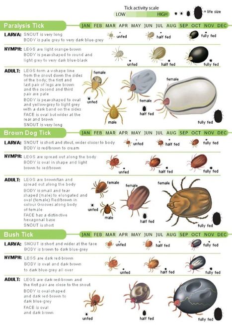 Tableau d’identification des tiques et vecteurs de maladies  | Insect Archive | Scoop.it