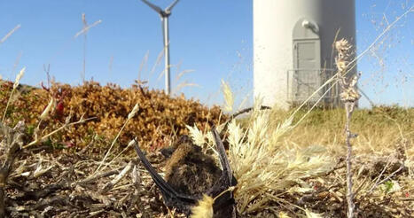 Comment r&eacute;duire la mortalit&eacute; des chauves-souris dans les parcs &eacute;oliens ?&nbsp;Mus&eacute;um national d'Histoire naturelle | Biodiversit&eacute; | Scoop.it