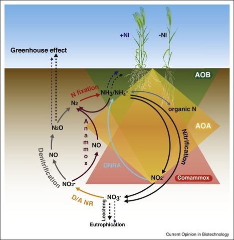 Nitrification in agricultural soils: impact, actors and mitigation | RMH | Scoop.it