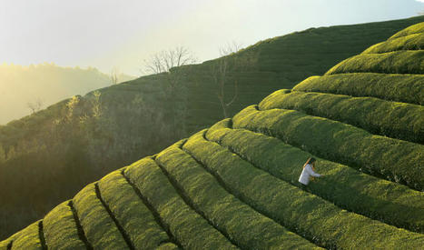 Photos Chine : cueillette du thé au Hubei — Chine Informations | Wuhan, Hubei | Scoop.it