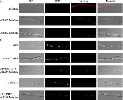 Enhanced production of ergothioneine in Aspergillus oryzae | Amb | RMH | Scoop.it