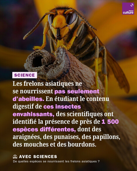 Frelons asiatiques : de quels animaux se nourrissent ces espèces envahissantes ? | EntomoScience | Scoop.it