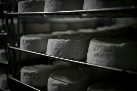Lots de fromages rappelés : un « lien possible » avec vingt et un cas de listériose dont deux morts, selon le gouvernement | Revue de presse du Centre de doc | Scoop.it