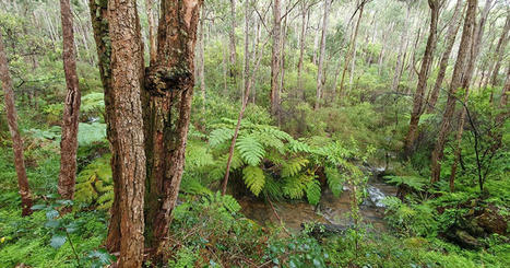 Protection of WA native forests from logging… | World Science Environment Nature News | Scoop.it