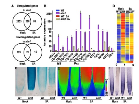 ABNORMAL INFLORESCENCE MERISTEM1 Functions in Salicylic Acid Biosynthesis to Maintain Proper Reactive Oxygen Species Levels for Root Meristem Activity in Rice ($) | The Plant Cell | Scoop.it
