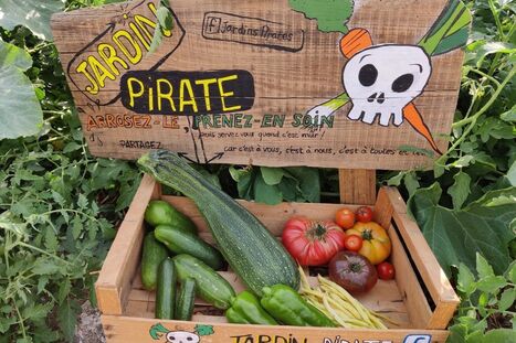 Jardins pirates : à Nancy, des jeunes cultivent fruits et légumes près des campus | veille territoriale | Scoop.it