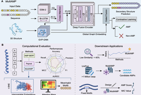 Integrative Multi-Scale Sequence-Structure Modeling for Antimicrobial Peptide Prediction and Design | brvai | RMH | Scoop.it