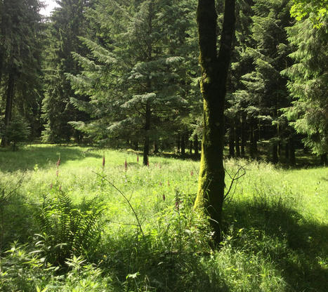 La végétation forestière en difficulté face au changement climatique | ECOLOGIE - ENVIRONNEMENT | Scoop.it