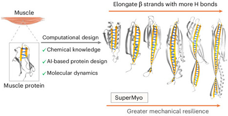 Computational design of superstable proteins through maximized hydrogen bonding | Nchem | RMH | Scoop.it