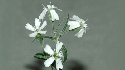 Flowering Plant Revived After 30,000 Years in Russian Permafrost | Amazing Science | Scoop.it