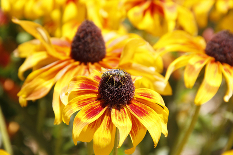 Share Your Field Notes: Nature’s Notebook | Rainforest CLASSROOM | Scoop.it