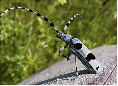 Observer la biodiversit&eacute; en for&ecirc;t et aider la science | Vari&eacute;t&eacute;s entomologiques | Scoop.it