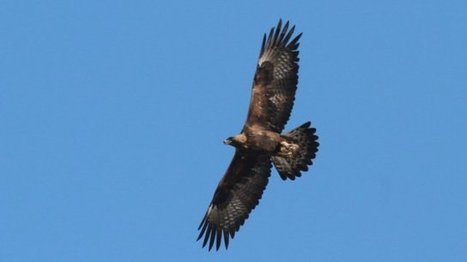 Les aigles royaux de retour sur le massif du Jura - France 3 Franche-Comté | Biodiversité | Scoop.it