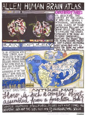 Allen Human Brain Atlas | P O C: Présentation Originale des Connaissances | Scoop.it