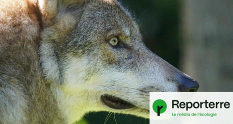 Les loups, toujours plus nombreux, tuent pourtant moins de bétail | Biodiversité - @ZEHUB on Twitter | Scoop.it