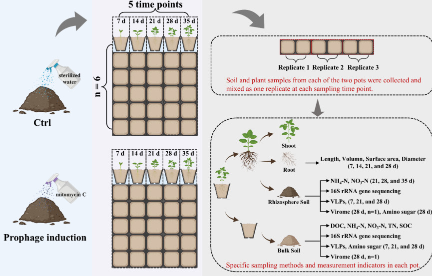 Prophage induction drives soybean rhizobacteria...