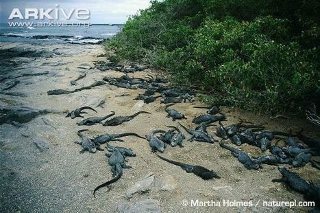 Galapagos marine iguana photo - Amblyrhynchus cristatus - image-G7812 | Galapagos | Scoop.it