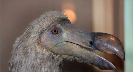 92 % des extinctions d’oiseaux ont été provoquées par les humains | Biodiversité | Scoop.it
