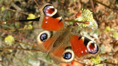Les papillons sont de retour ! On recherche des enquêteurs pour les pister | Variétés entomologiques | Scoop.it