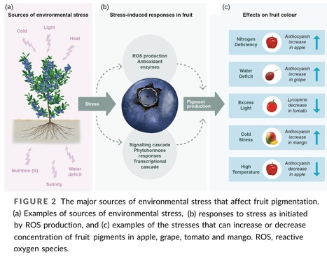The role of environmental stress in fruit pigmentation - Review | Plant hormones (Literature sources on phytohormones and plant signalling) | Scoop.it