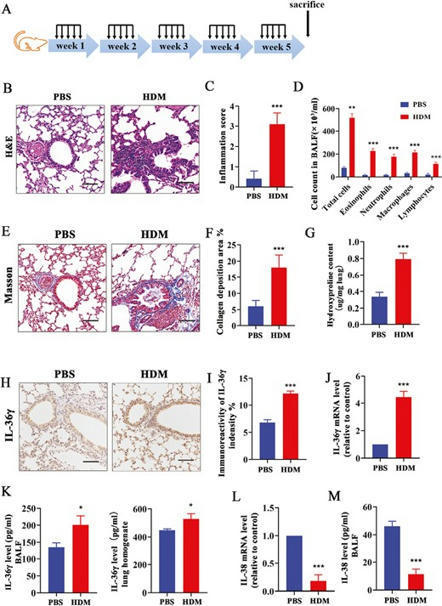 IL-38 alleviates airway remodeling in chronic asthma via blocking the profibrotic effect of IL-36γ | Clinical and Experimental Immunology | Oxford Academic | Allergy (and clinical immunology) | Scoop.it