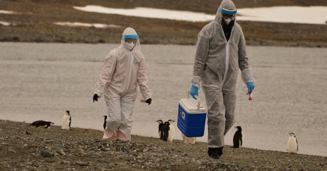 #Antarctic #penguin : Scientists investigate thousands of dead Antarctic penguins for bird flu | World Oceans News | Scoop.it