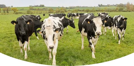 [Dossier] Optimisez la vie productive de vos vaches | Lait de Normandie... et d'ailleurs | Scoop.it