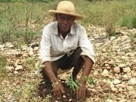 Haïti : Environnement - Modèle d'autofinancement en agro-foresterie | Economie Responsable et Consommation Collaborative | Scoop.it