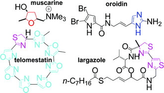 Muscarine, imidaozle, oxazole and thiazole alkaloids | Natural Products Chemistry Breaking News | Scoop.it