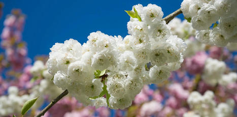 Des printemps toujours plus précoces ? Comment les plantes déterminent leur date de floraison | SCIENCES DU VEGETAL | Scoop.it