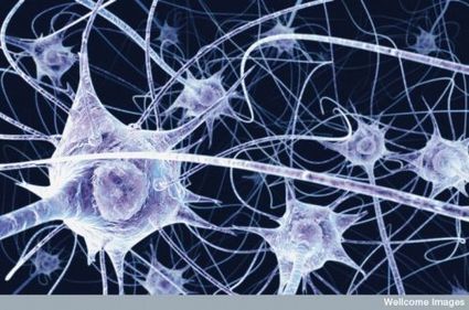 D&eacute;couverte sur la m&eacute;moire : un souvenir li&eacute; &agrave; des neurones individuels | E-learning | Scoop.it