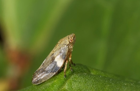 Resource: BRIGIT Vector Borne Disease of Plants (2019) | Plants and Microbes | Scoop.it