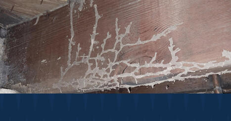 When Does Termite Damage Typically Start? Not in Summer | Real Estate News and Auction | Scoop.it