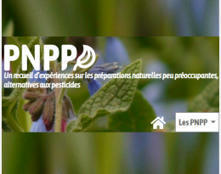 Recueil d’expériences sur les préparations naturelles peu préoccupantes (PNPP), alternatives aux pesticides | Les Colocs du jardin | Scoop.it