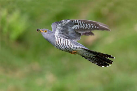 Scientists discover why Cuckoos&rsquo; clocks can&rsquo;t adjust to climate change, #birds #birding #ornithology news via @RareBirdAlertUK | World Science Environment Nature News | Scoop.it