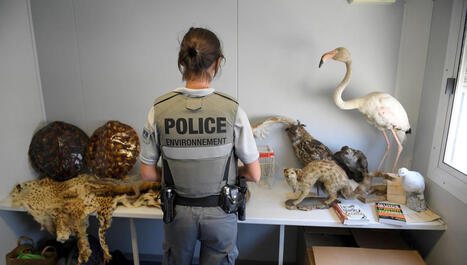 La criminalité verte : révélations sur la réalité et la traque d'un business juteux - France Culture | Biodiversité | Scoop.it