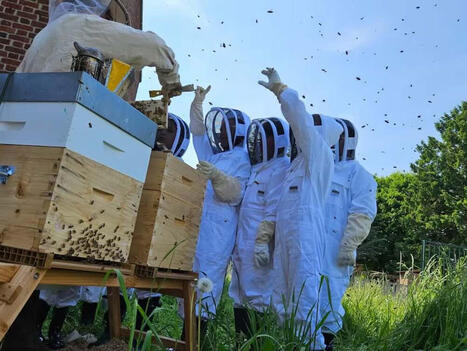 Quand jeu, r&eacute;alit&eacute; virtuelle et ruche rencontrent l&rsquo;&eacute;cole | Formation : Innovations et EdTech | Scoop.it